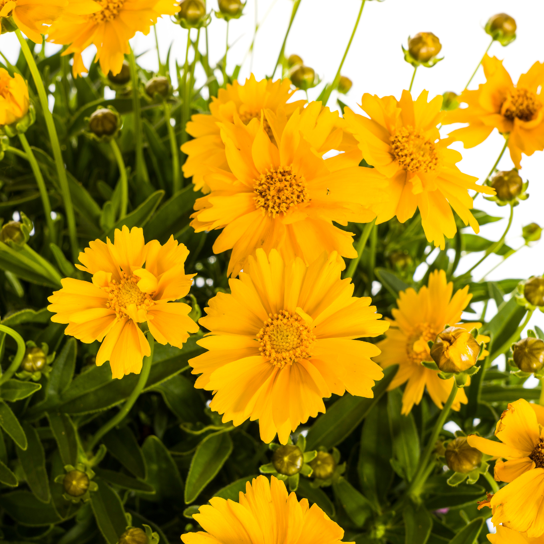 Coreopsis grandiflora - Großblumiges Mädchenauge