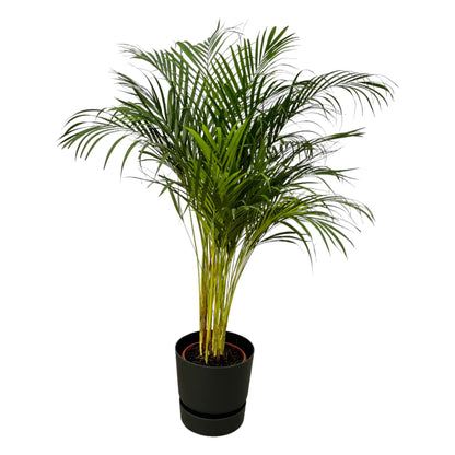Dypsis lutescens - Areca-, Goldfruchtpalme mit Topf
