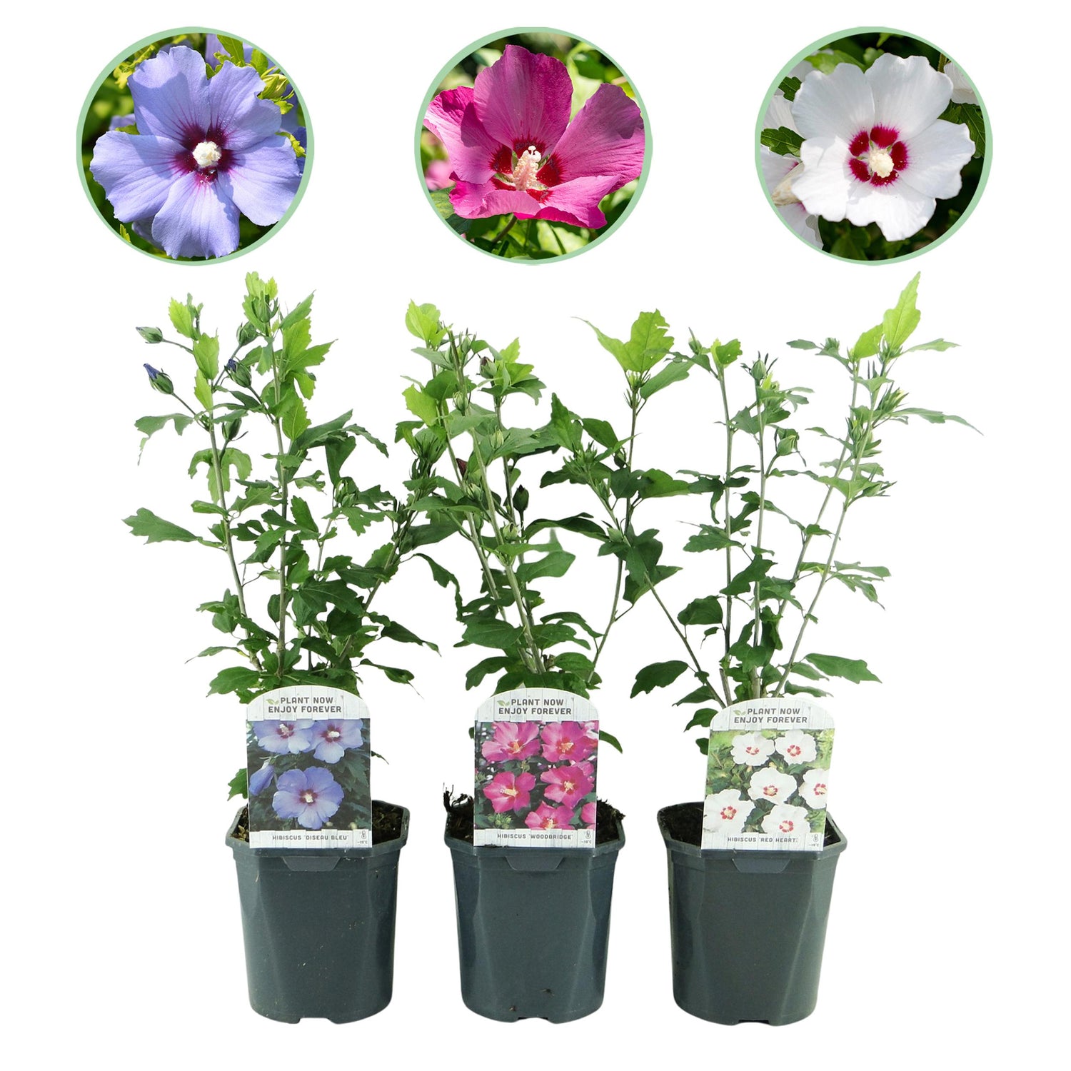 Hibiscus syriacus - Straucheibisch