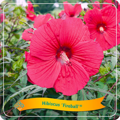 Hibiscus moscheutus - Sumpfeibisch, Riesen-Hibiskus