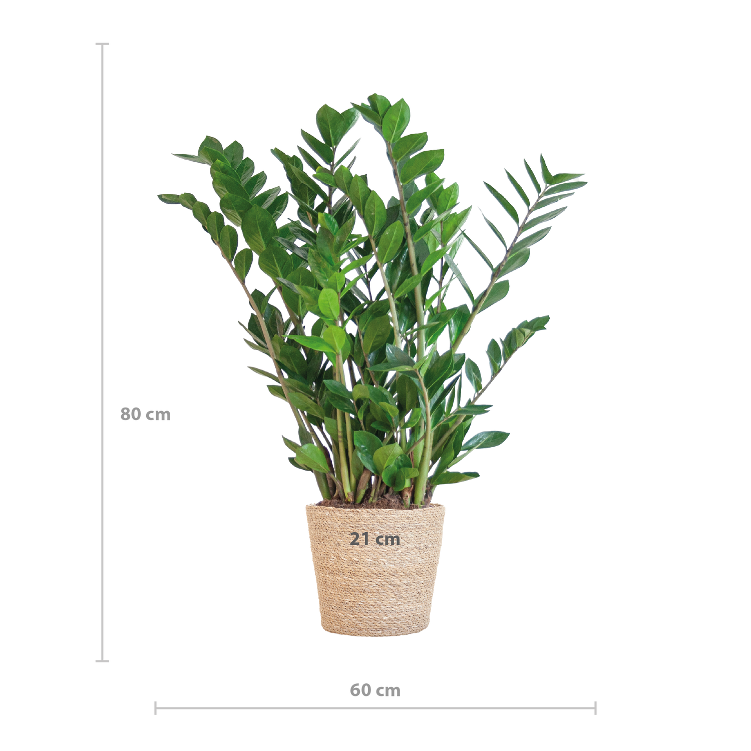 Zamioculcas zamiifolia - Glücksfeder, Smaragdpalme