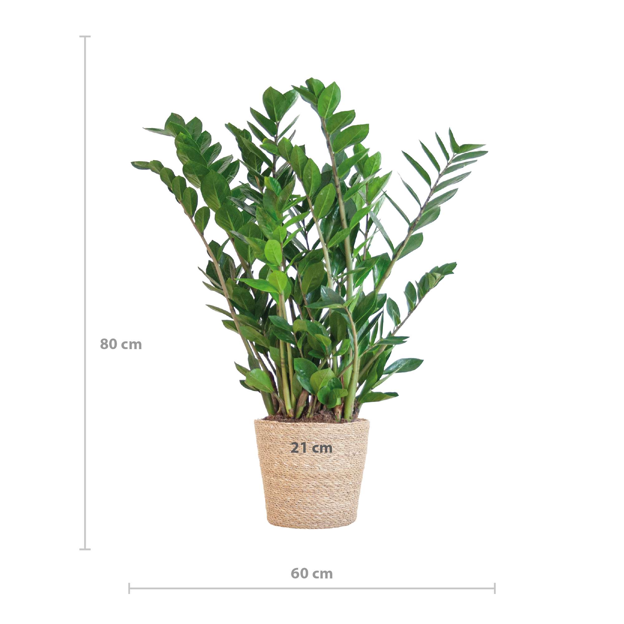 Zamioculcas zamiifolia - Glücksfeder, Smaragdpalme