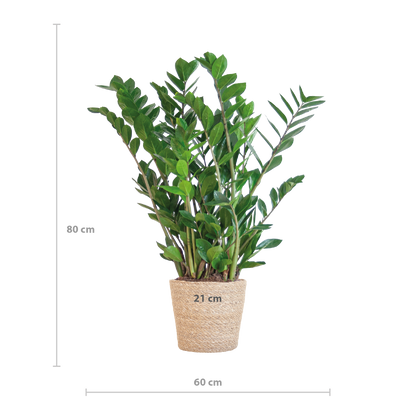 Zamioculcas zamiifolia - Glücksfeder, Smaragdpalme