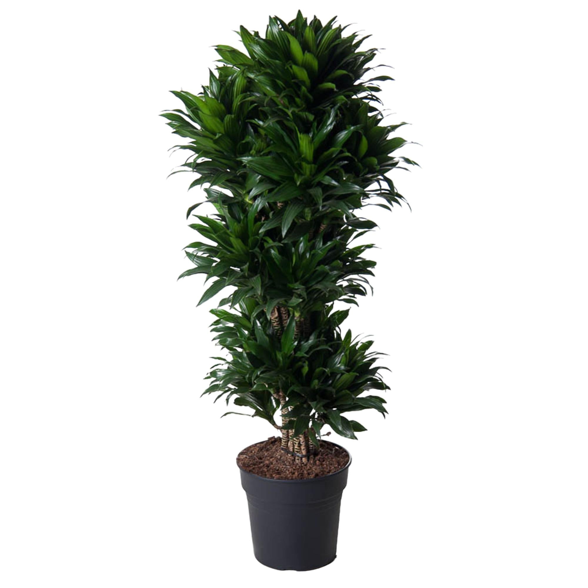 Dracaena Compacta - Kompakter Drachenbaum