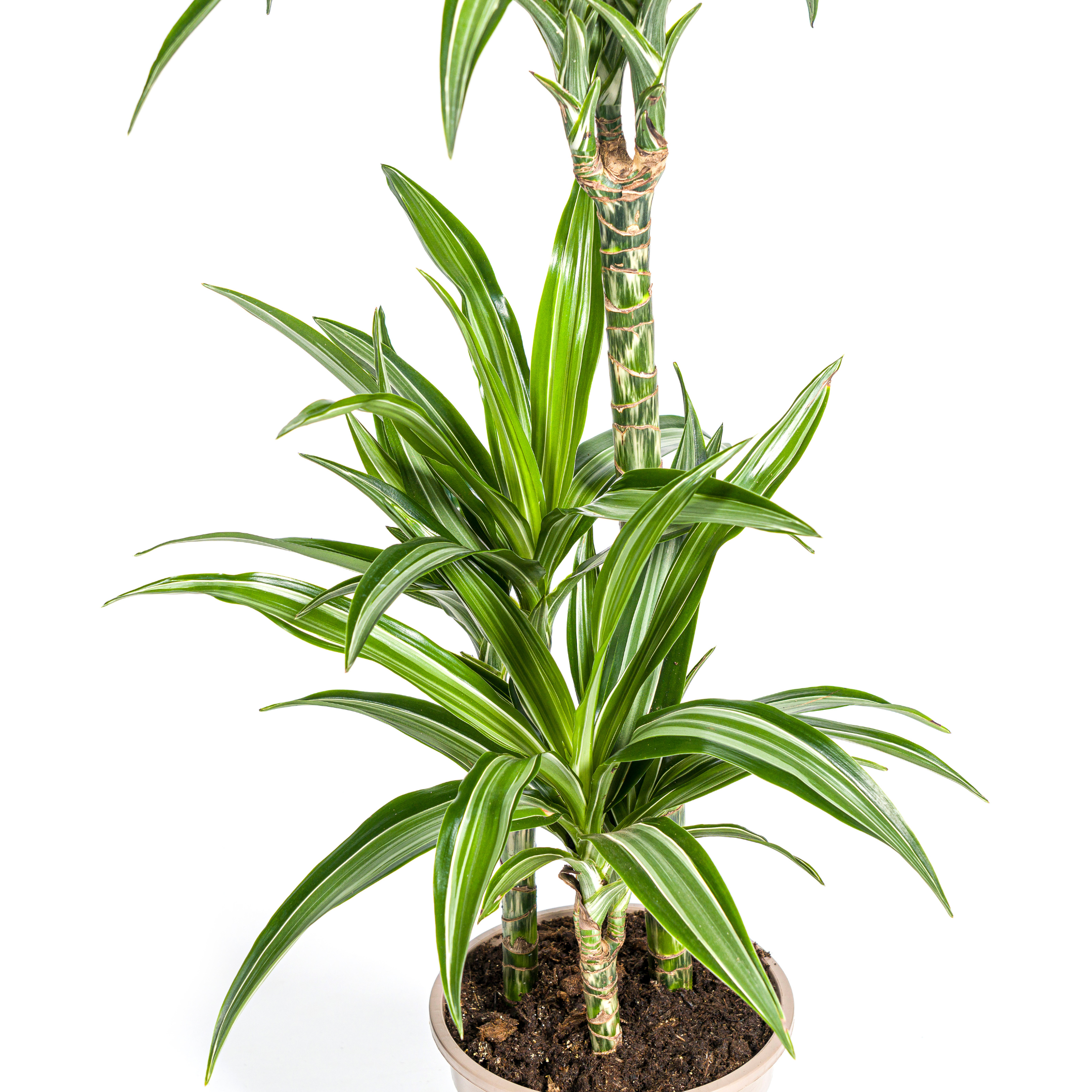 Dracaena deremensis - Drachenbaum