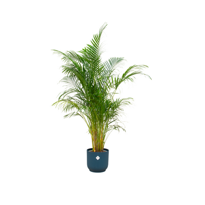 Dypsis lutescens - Areca-, Goldfruchtpalme mit Topf