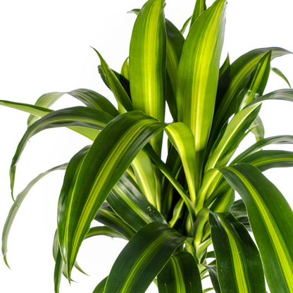 Dracaena deremensis - Drachenbaum