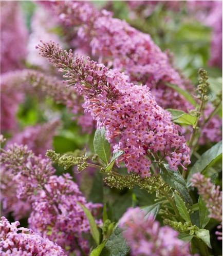 Buddleja davidii &