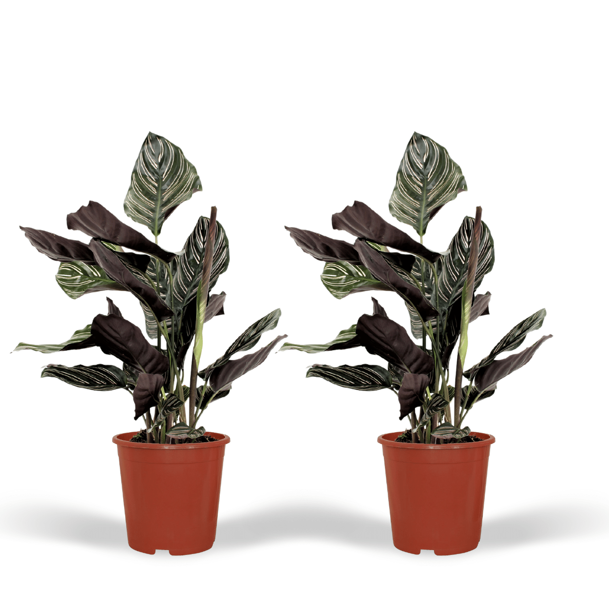 Calathea - Korbmarante