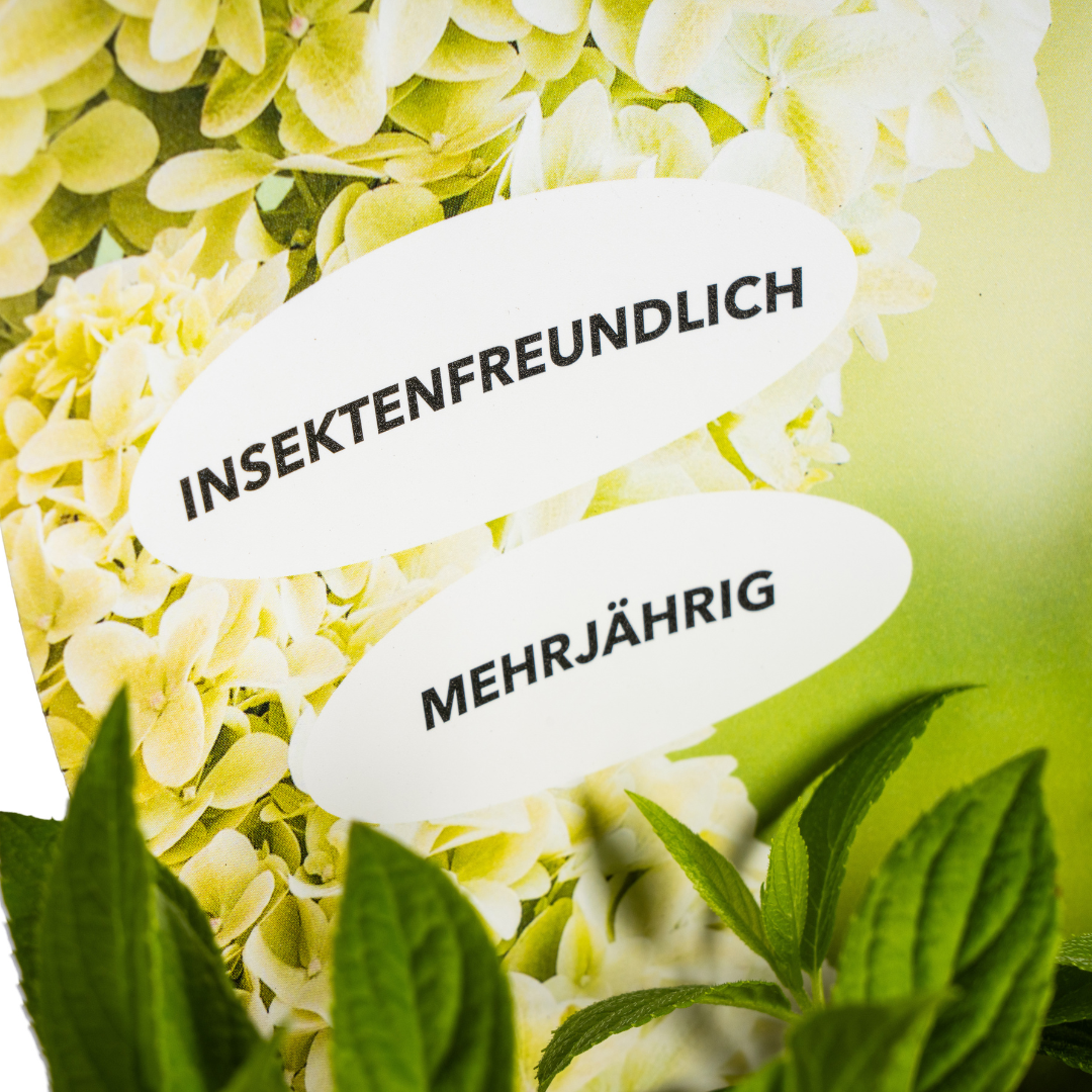 Hydrangea - Verschiedene Sorten Hortensien