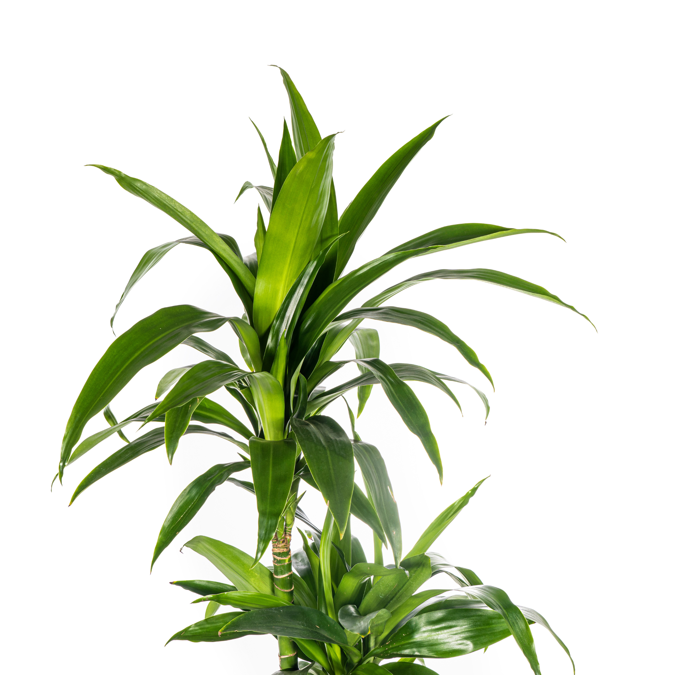 Dracaena deremensis - Drachenbaum