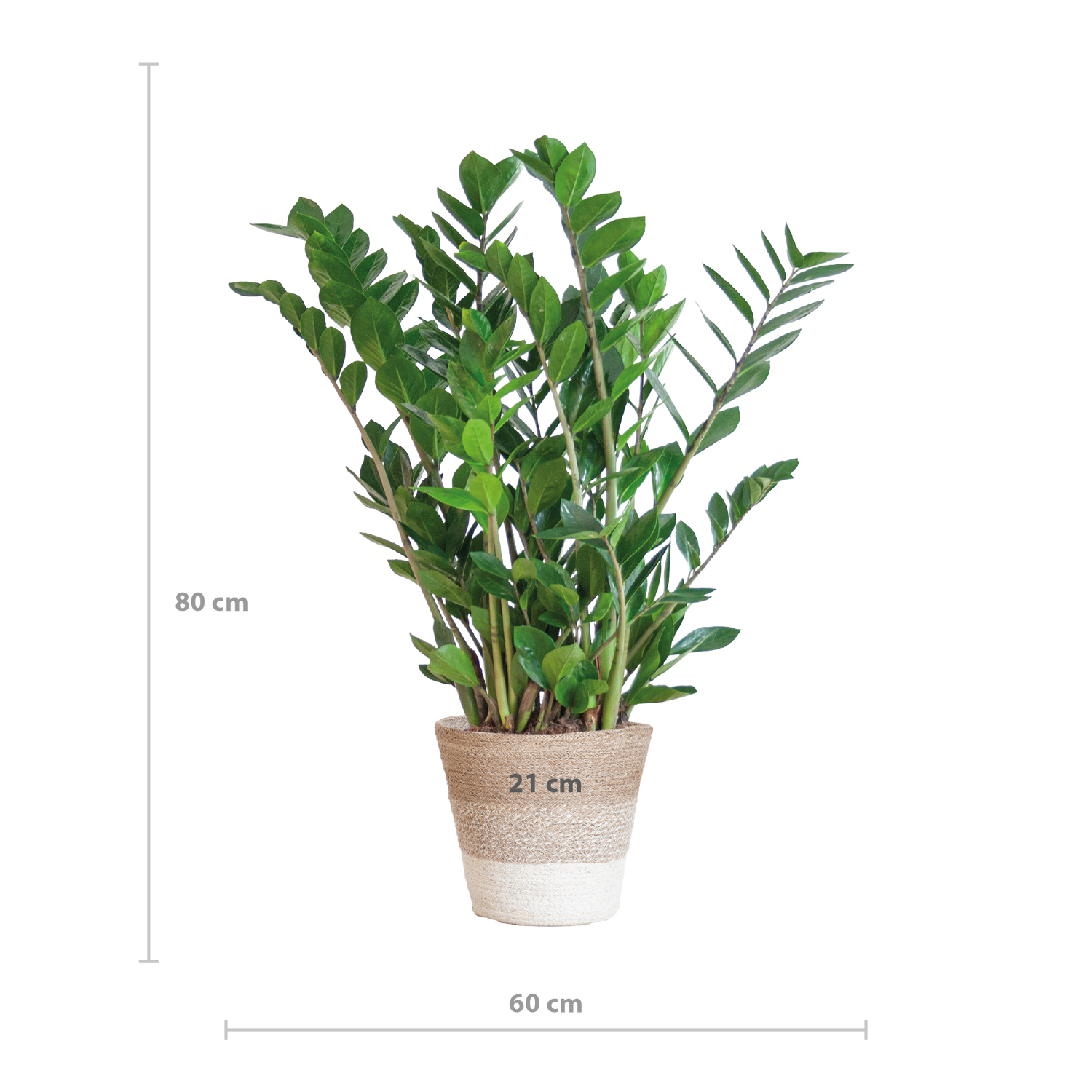 Zamioculcas zamiifolia - Glücksfeder, Smaragdpalme