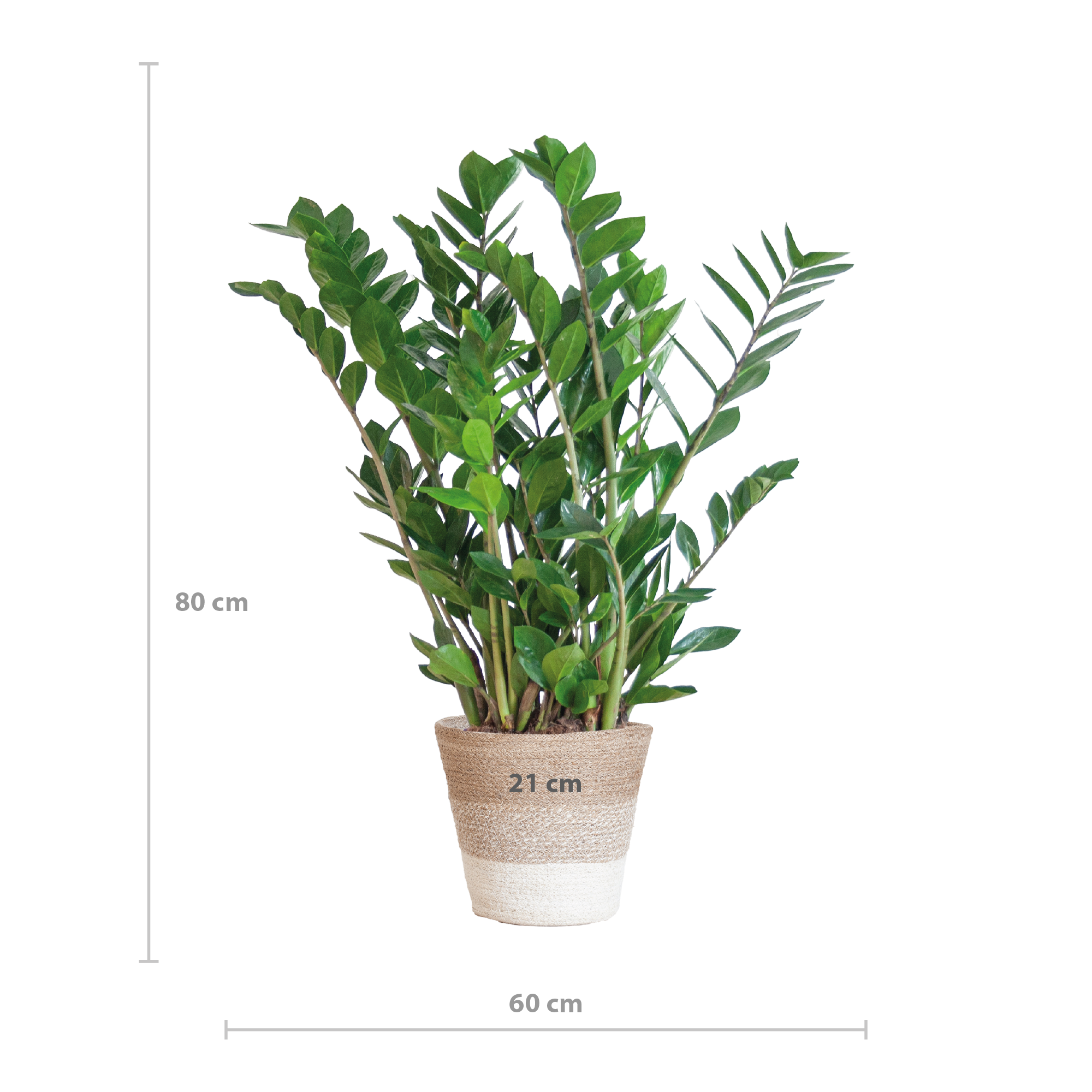 Zamioculcas zamiifolia - Glücksfeder, Smaragdpalme