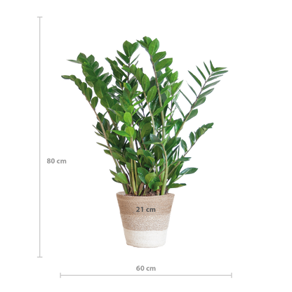 Zamioculcas zamiifolia - Glücksfeder, Smaragdpalme