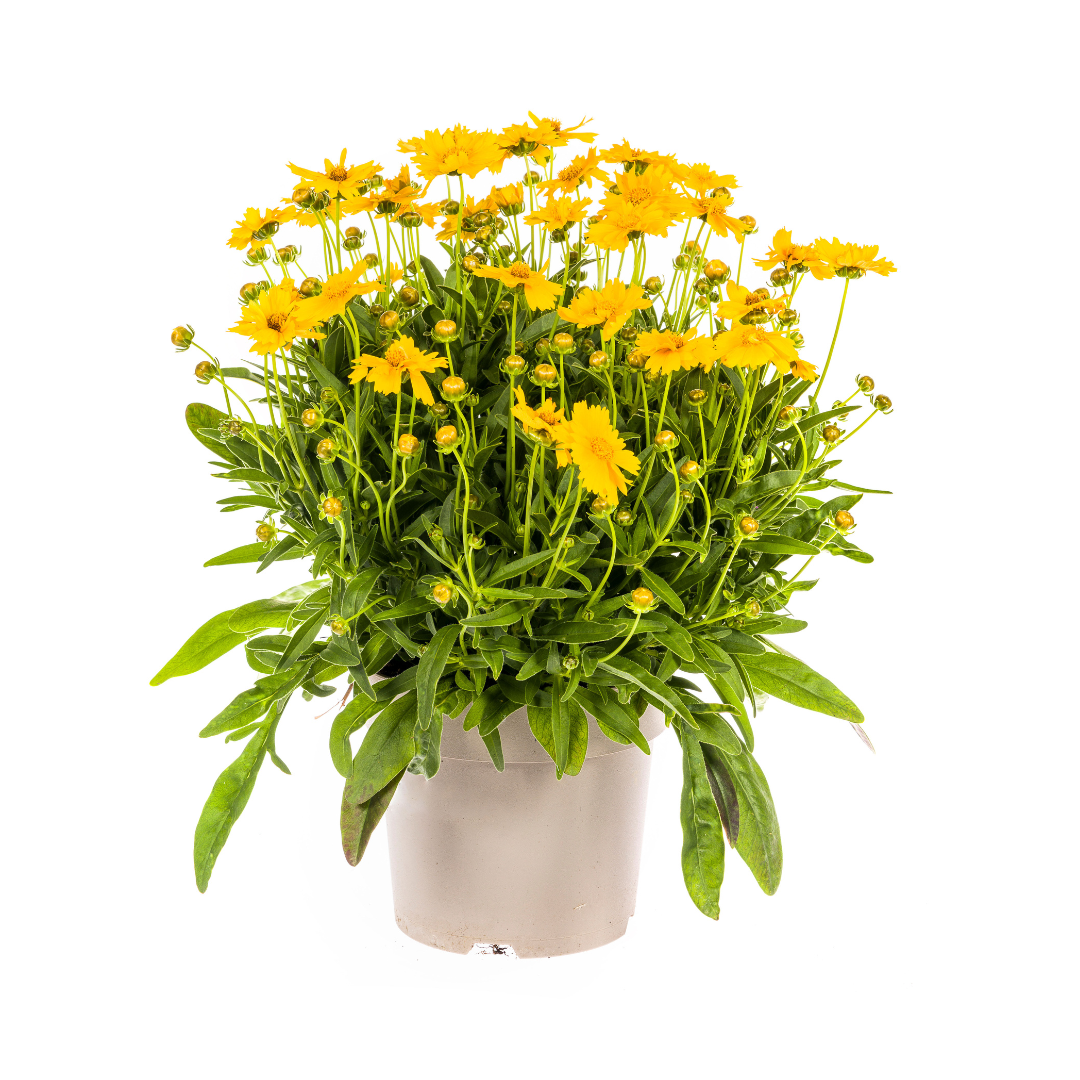 Coreopsis grandiflora - Großblumiges Mädchenauge