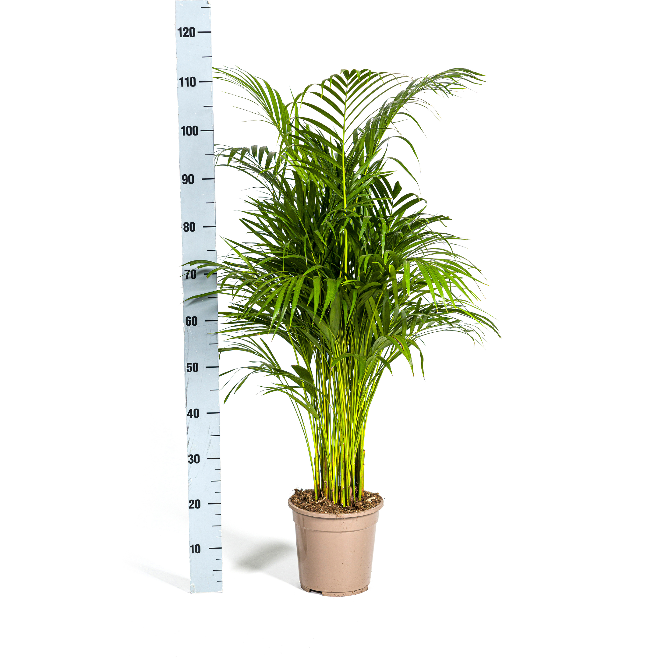 Dypsis lutescens - Areca-, Goldfruchtpalme