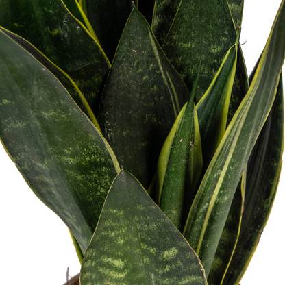 Sansevieria trifasciata - Bogenhanf, Schwiegermutterzunge