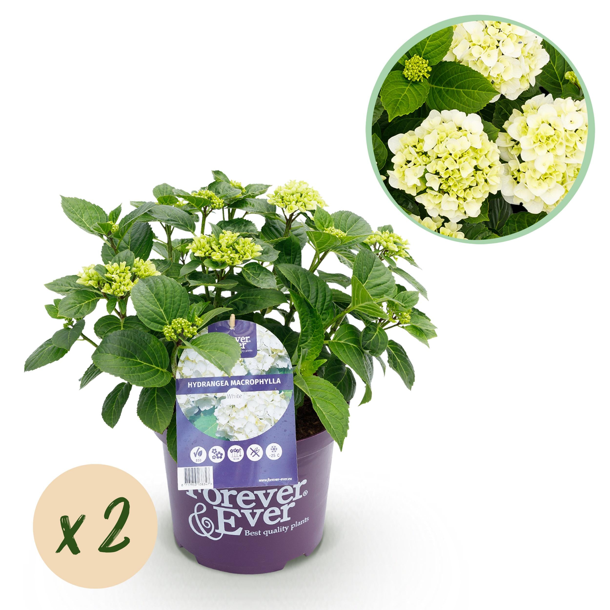 Hydrangea macrophylla - Bauernhortensie, Gartenhortensie