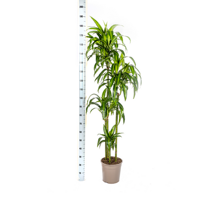 Dracaena deremensis - Drachenbaum