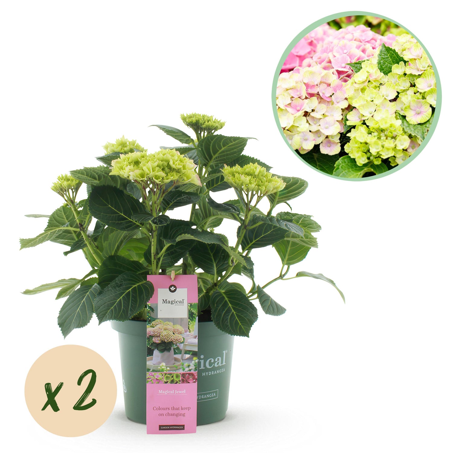 Hydrangea macrophylla - Bauernhortensie, Gartenhortensie