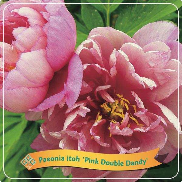 Paeonia Lactiflora - Edel-Pfingstrose, Chinesische Pfingstrose