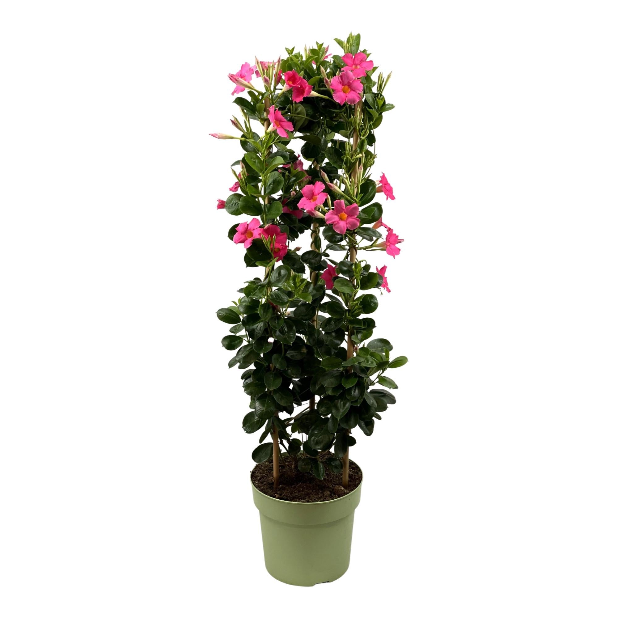 Dipladenia / Mandevilla Sanderi - Verschiedene Sorten Dipladenien