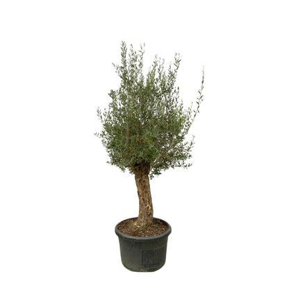 Olea europea - Olivenbaum, Ölbaum