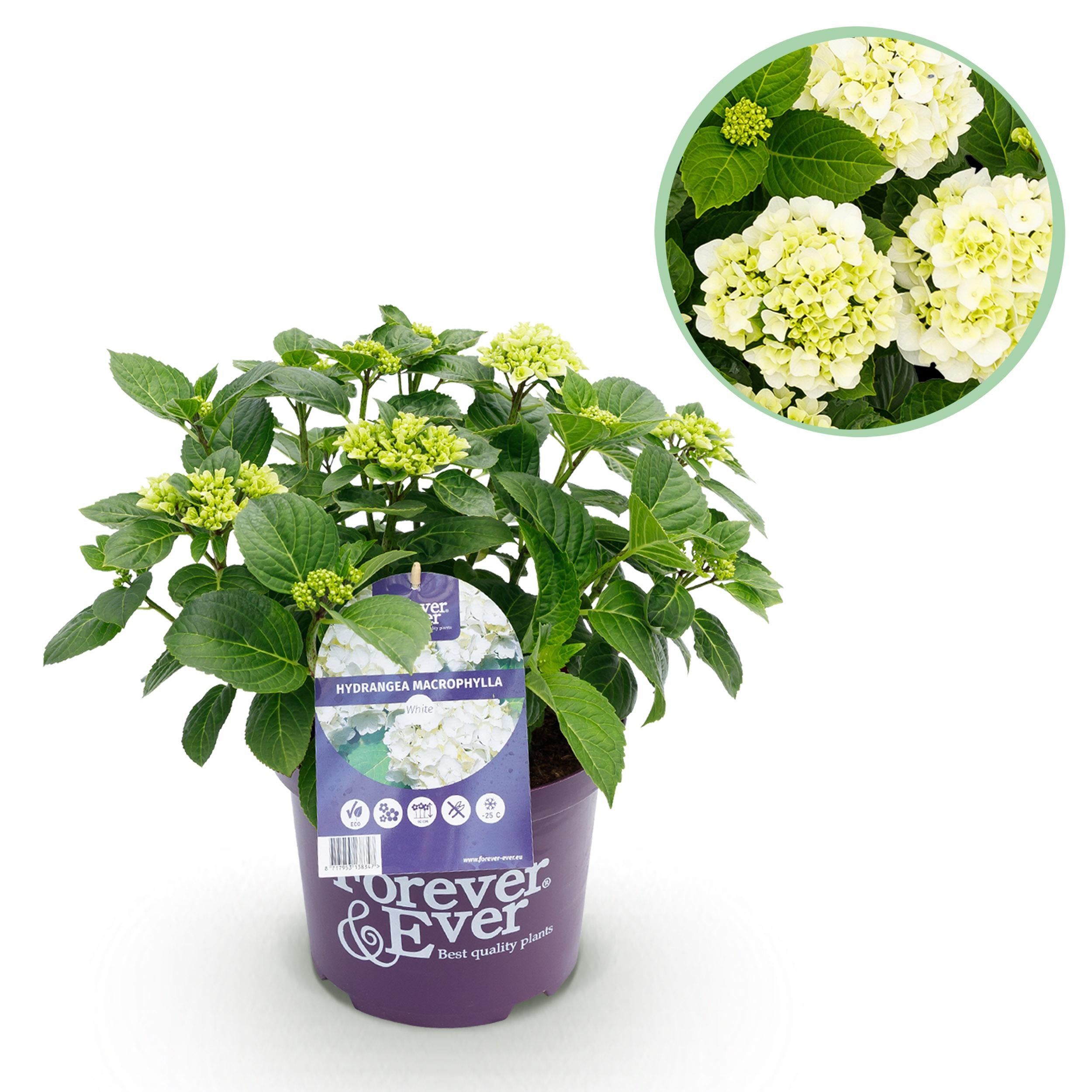 Hydrangea macrophylla - Bauernhortensie, Gartenhortensie