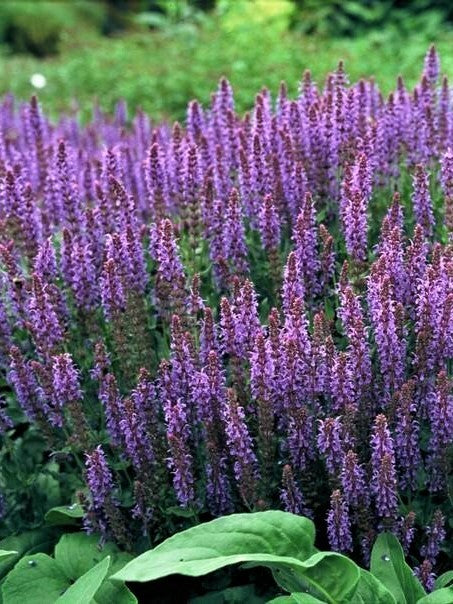 Salvia nemorosa - Verschiedene Sorten winterharter Hain-Salbei