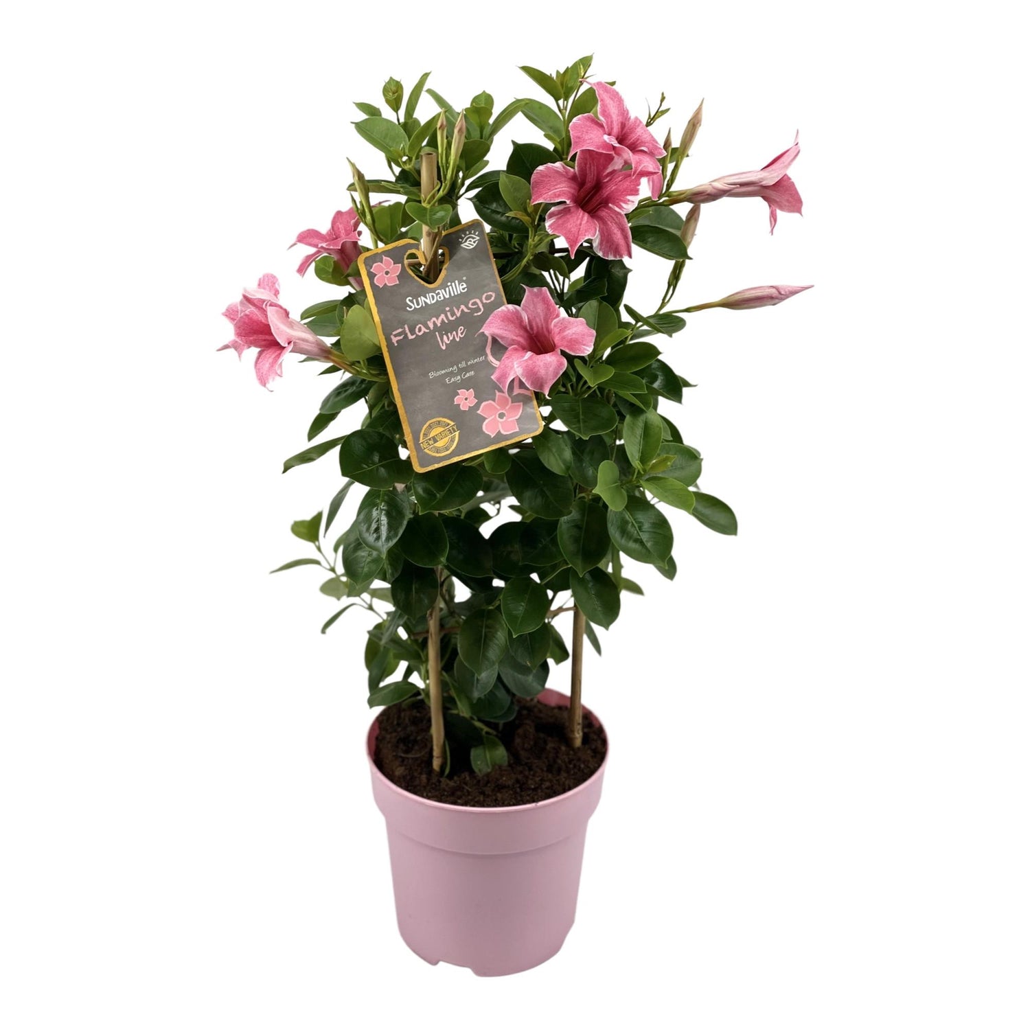 Dipladenia / Mandevilla Sanderi - Dipladenien