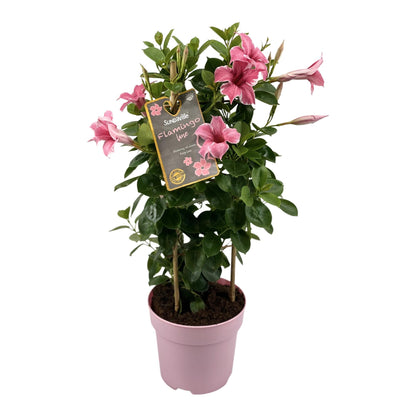 Dipladenia / Mandevilla Sanderi - Dipladenien