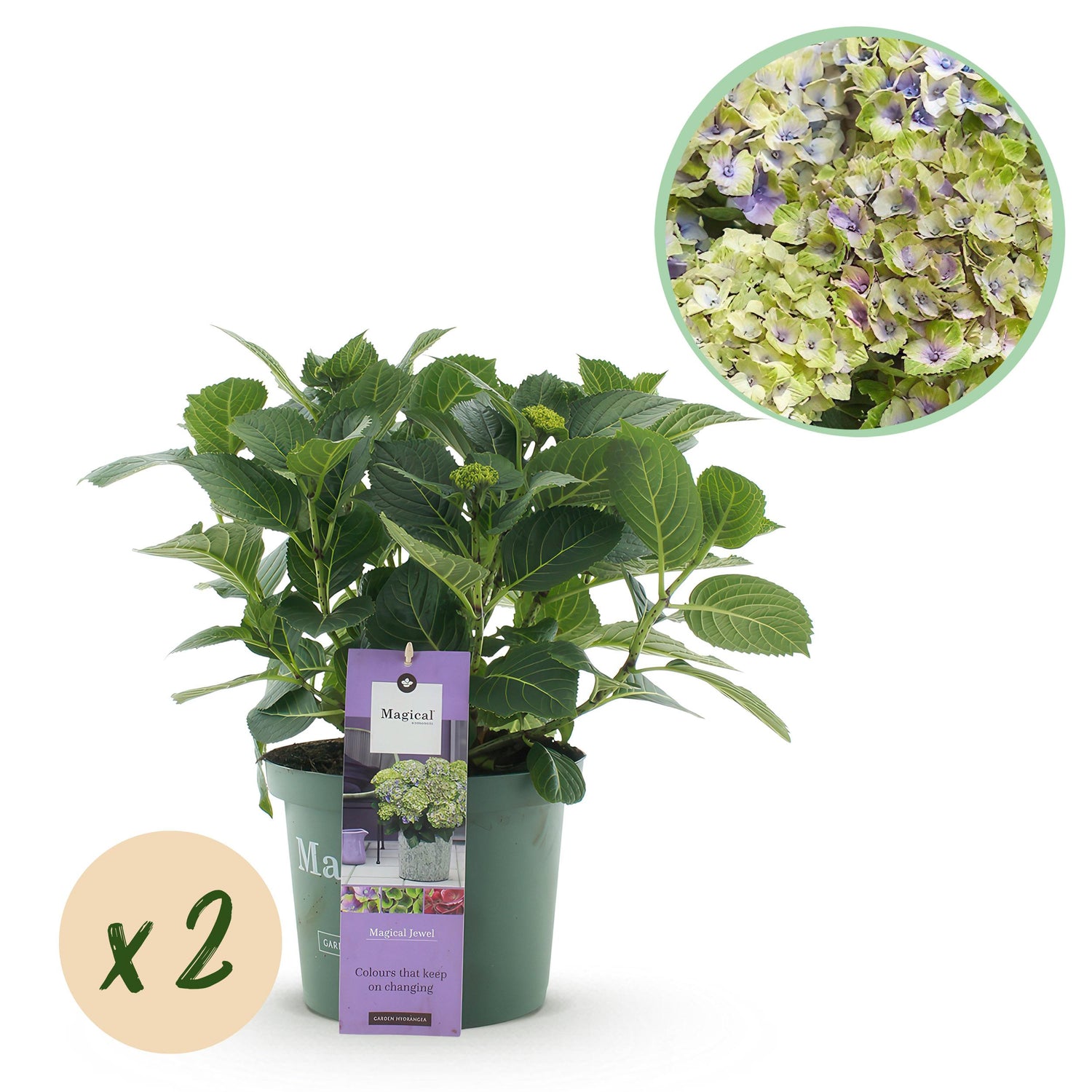 Hydrangea macrophylla - Bauernhortensie, Gartenhortensie