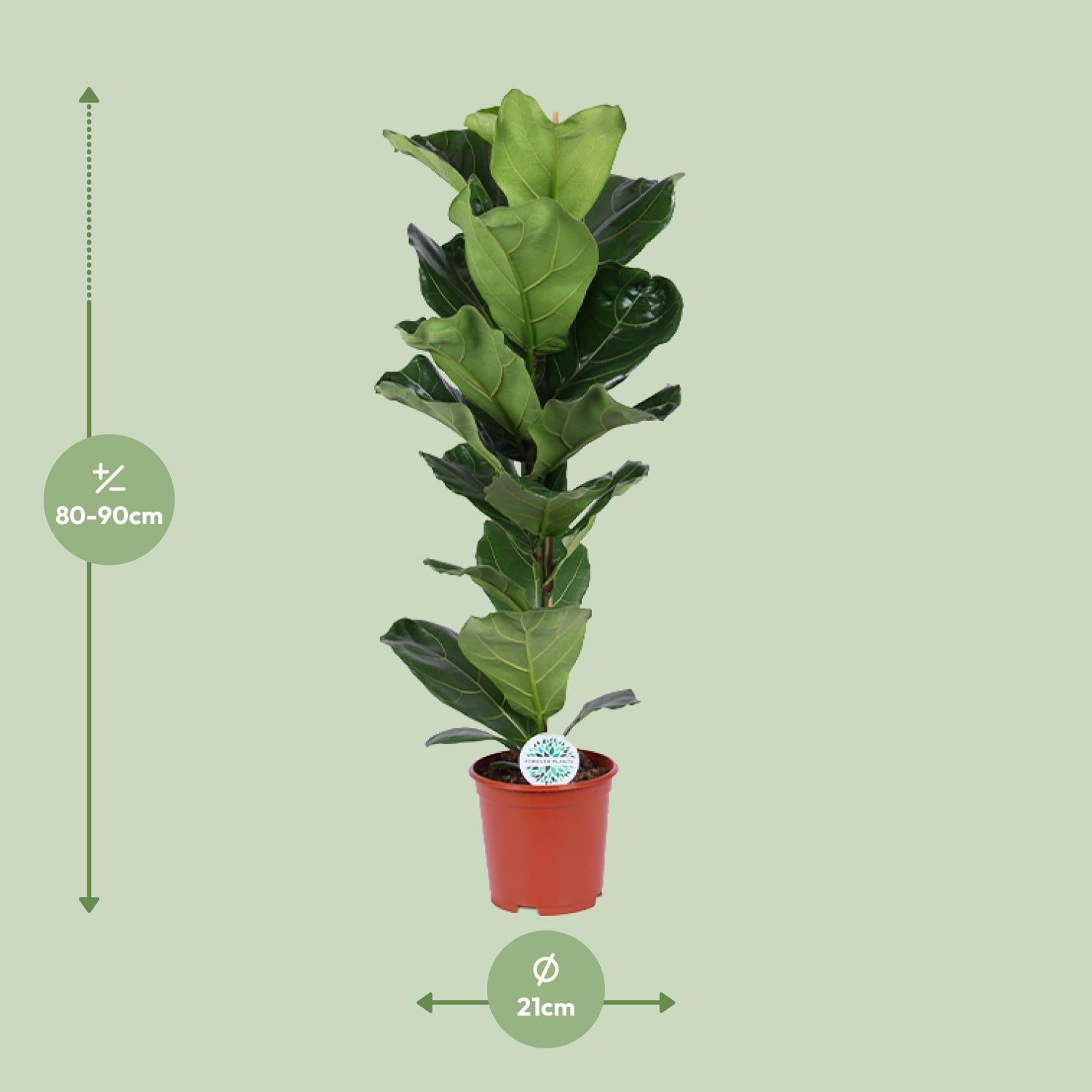 Ficus lyrata - Geigenfeige