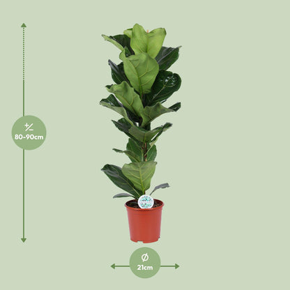 Ficus lyrata - Geigenfeige