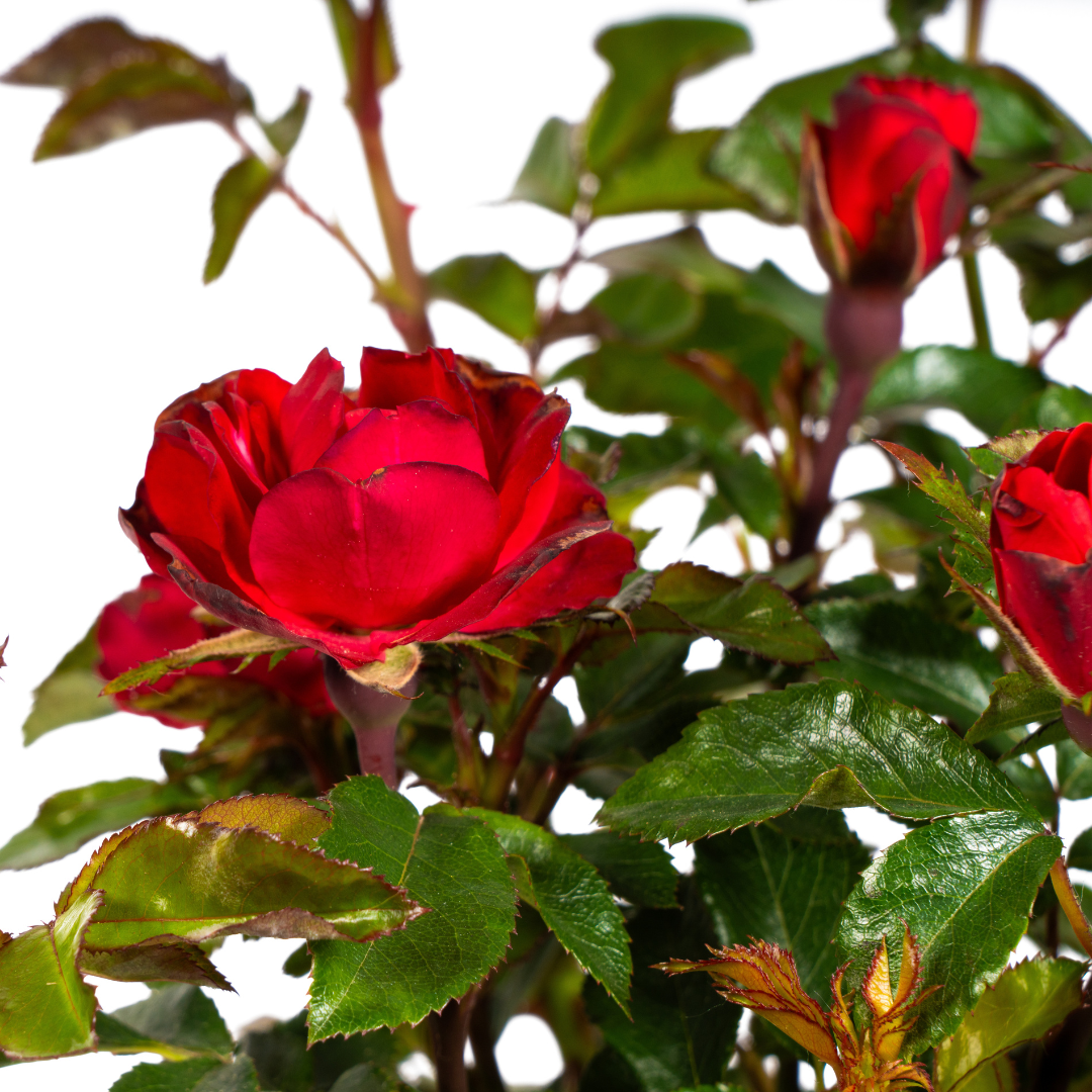 Rosa &