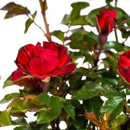Rosa &