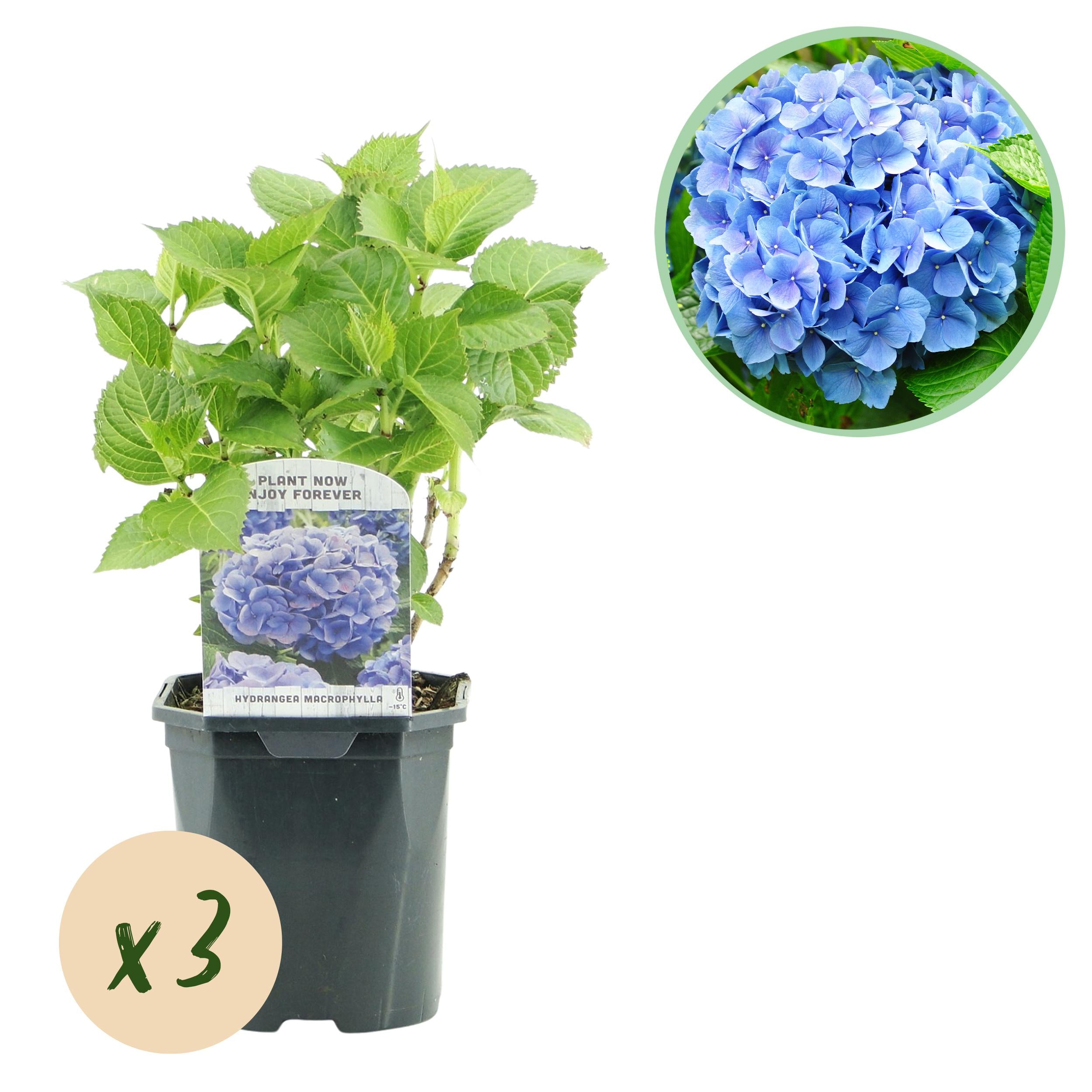 Hydrangea macrophylla - Bauernhortensie, Gartenhortensie