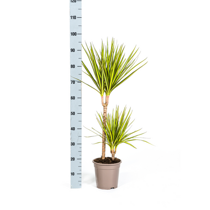 Dracaena marginata - Schmalblättriger, gerandeter Drachenbaum