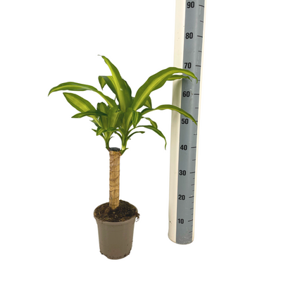 Dracaena fragrans - Duftender Drachenbaum