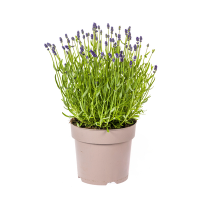 Lavandula - Verschiedene Sorten winterharter Lavendel