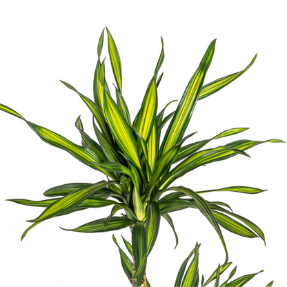 Dracaena deremensis - Drachenbaum