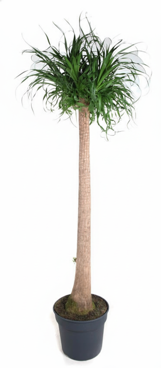 Beaucarnea Nolina recurvata