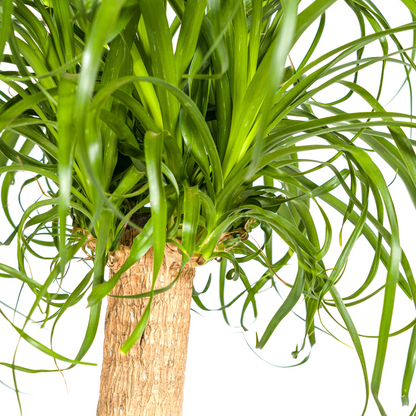 Beaucarnea Nolina recurvata - Elefantenfuß, Flaschenbaum