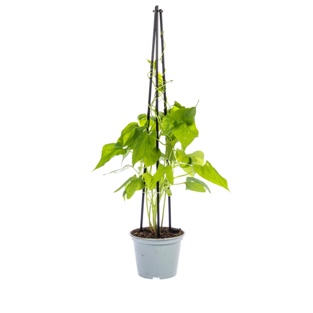 Ipomoea tricolor &