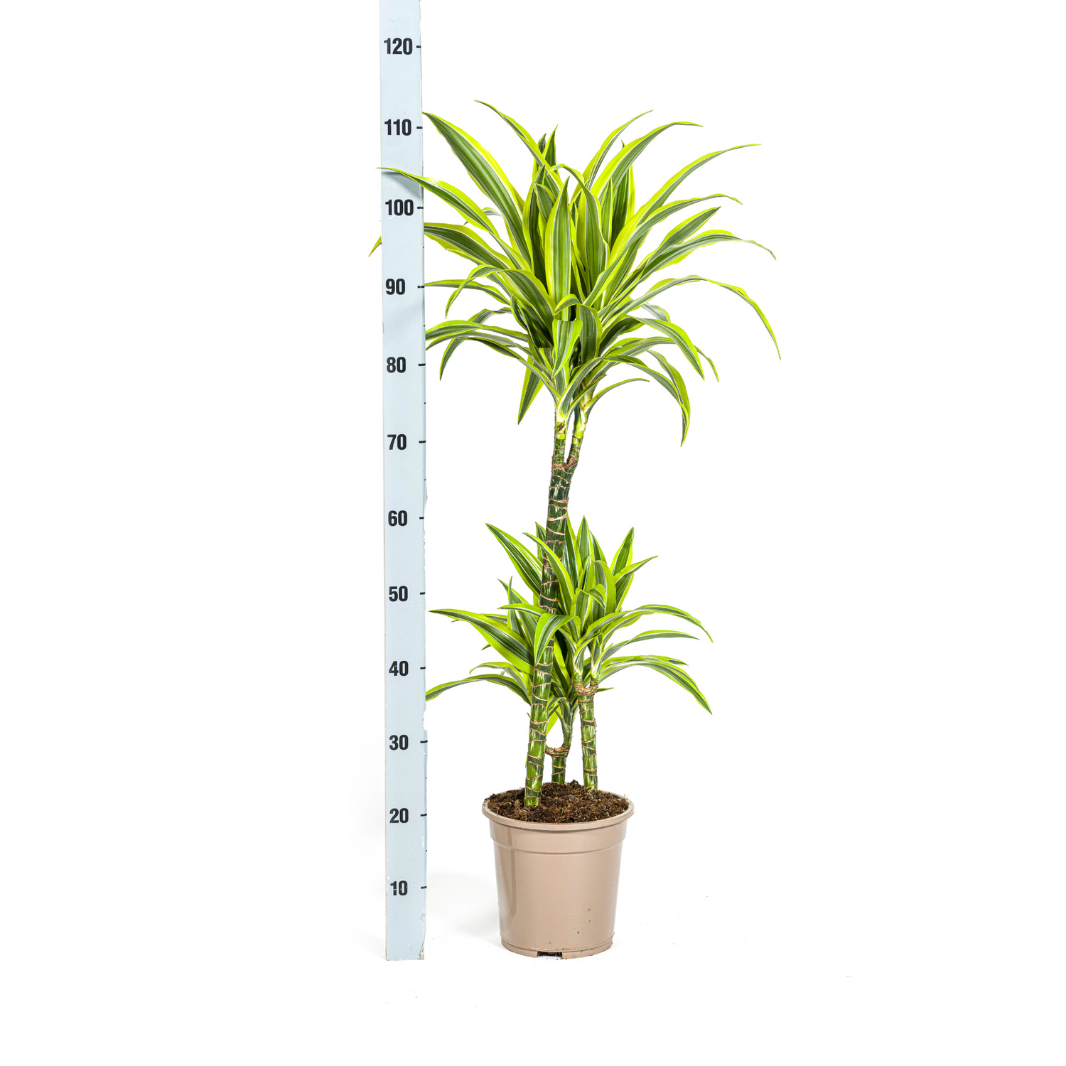 Dracaena deremensis - Drachenbaum