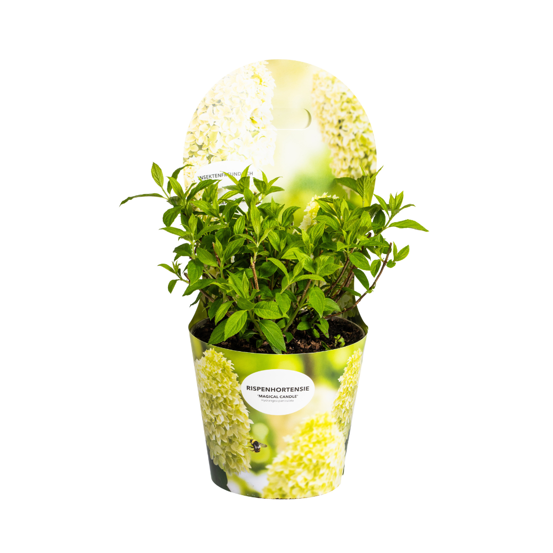 Hydrangea - Verschiedene Sorten Hortensien