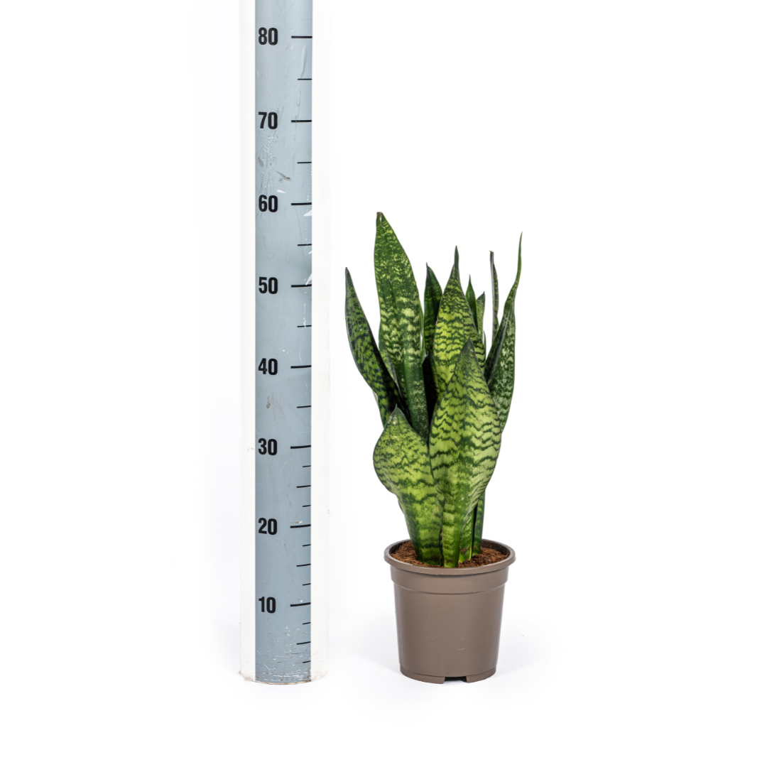 Sansevieria trifasciata - Bogenhanf, Schwiegermutterzunge