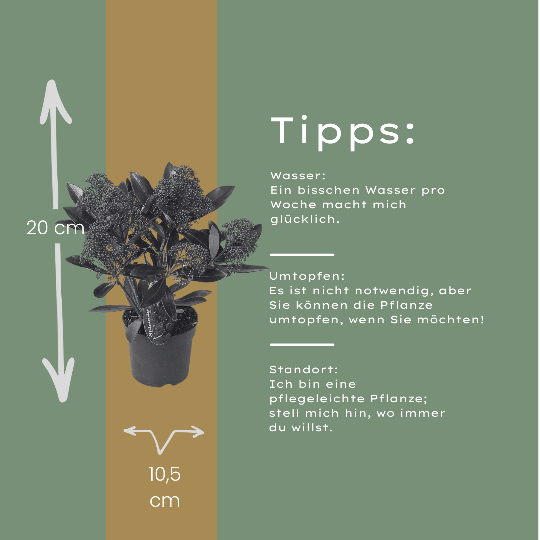 Skimmia japonica - Japanische Blütenskimmie