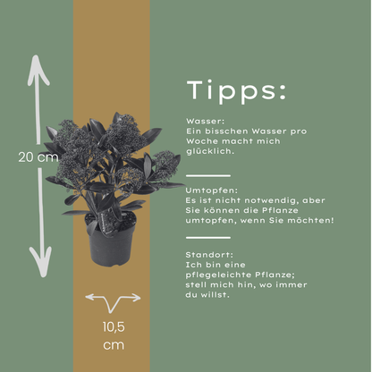 Skimmia japonica - Japanische Blütenskimmie