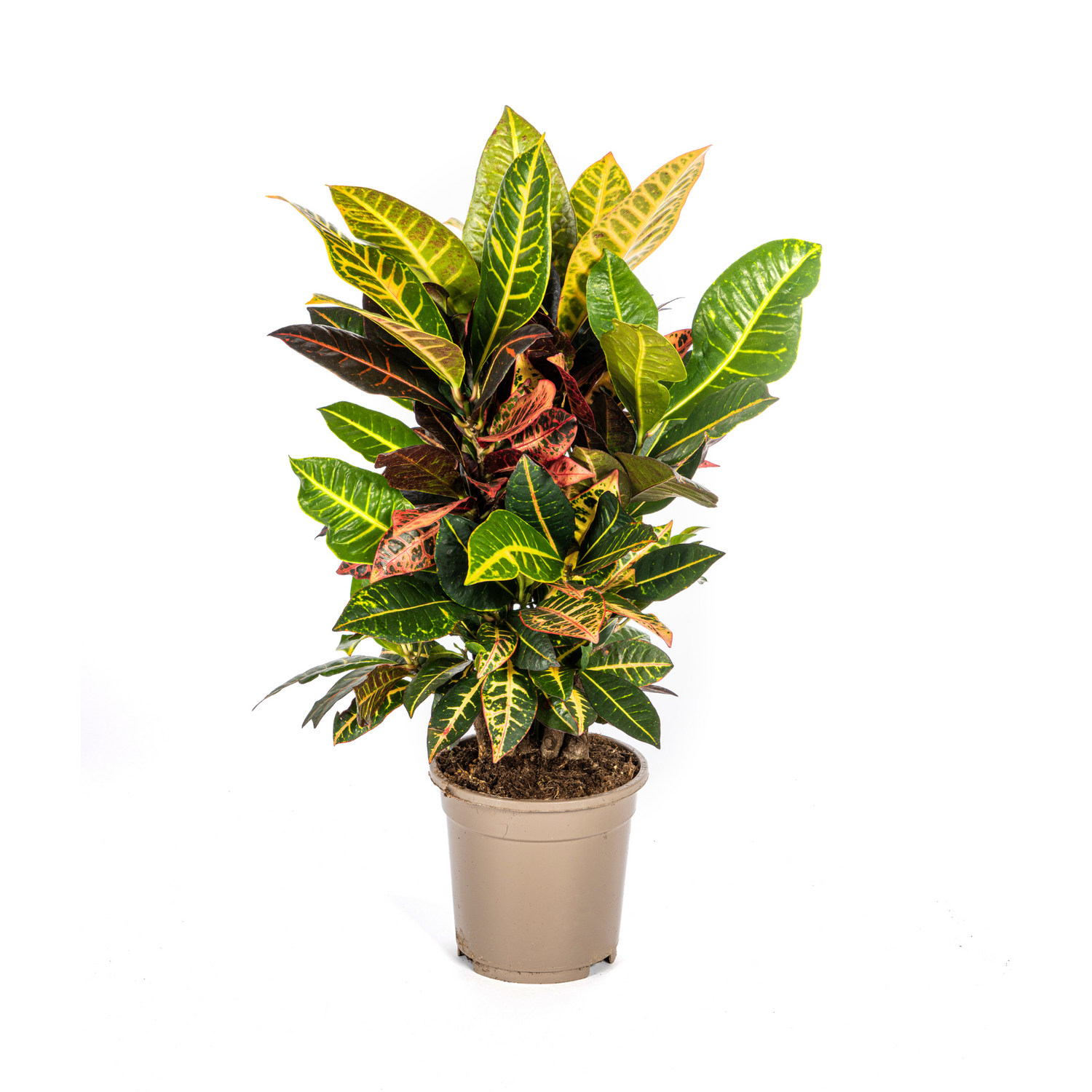 Croton Codiaeum variegatum - Wunderstrauch, Kroton